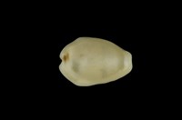 藏品(黃寶螺)的圖片